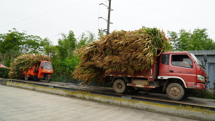 龍孔鎮(zhèn) “秸”盡所能，推進資源循環(huán)利用與生物有機肥料研發(fā)
